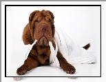 Bia�a, Br�zowy, Shar Pei, Podkoszulka
