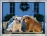 Dwa, Shar Pei, �aweczka