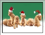 Miko�aja, Psy, Czapki, Shar Pei