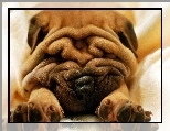 Pomarszczony, Piesek, Shar Pei