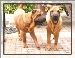 Psy, Dwa, Doros�e, Shar Pei