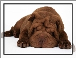 Br�zowy, Shar Pei