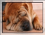 Pi�kny, Shar, Pei