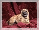 Shar Pei, Purpurowe, Kotary