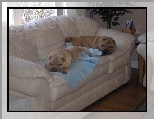 sk�rzana, Shar Pei, dwa, jasna, sofa