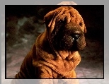 soczysto-br�zowy, Shar Pei